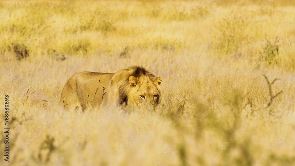 Full body close up of a Male Lion Panthera leo walking with a spine of Porcupine stabbed on his Mouth. Full body close up of a Male Lion Panthera leo walking with a spine of Porcupine stabbed on his Mouth.