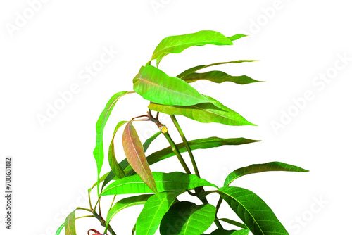 fresh green mango tree leaves with branch of hapus,ratnagiri,alphonso,kesar mango tree,for traditional healthy beneficial medicinal uses,isolated cutout in transparent background,png format  photo
