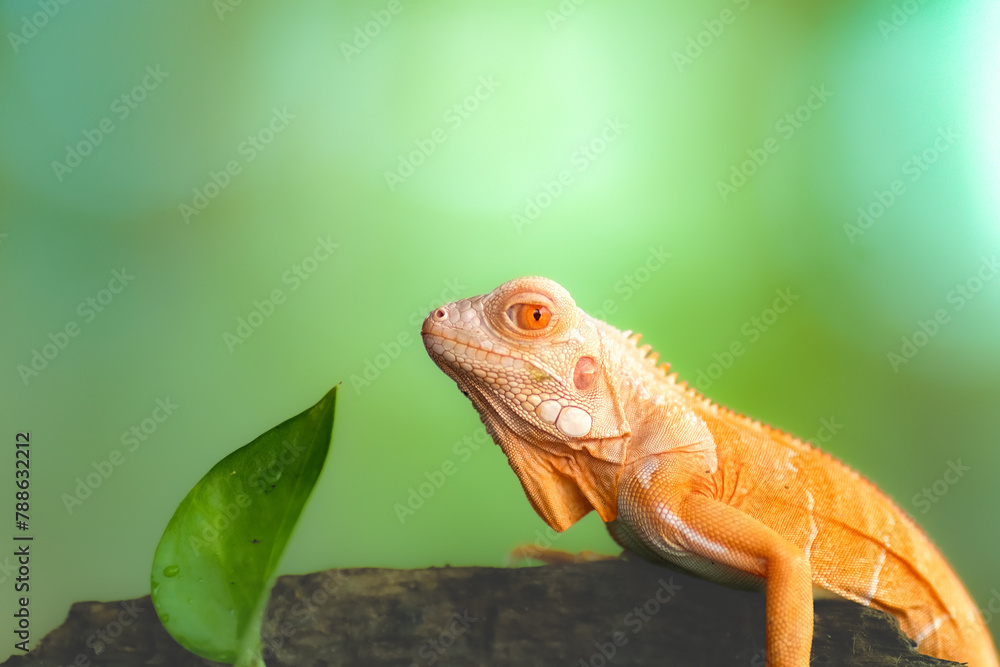 Fototapeta premium red albino iguana