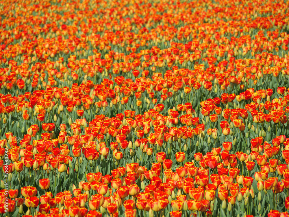 Tulpen in den Niederlanden