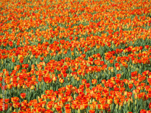 Tulpen in den Niederlanden © Stephan Sühling