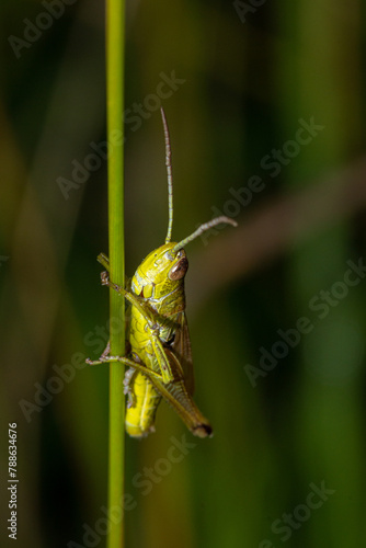 grasshopper on a straw of grass