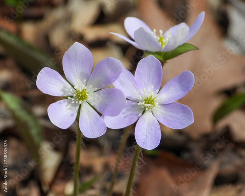 Anemone acutiloba (Sharp-lobed Hepatica) Native North American Woodland Wildflower photo