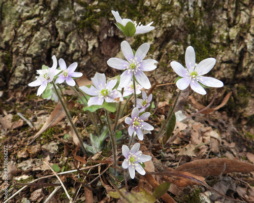 Anemone acutiloba (Sharp-lobed Hepatica) Native North American Woodland Wildflower photo