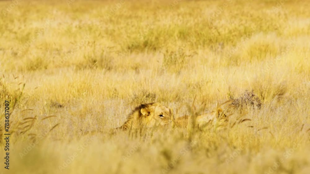 A couple of Lions Panthera Leo lying in the grass of Savanah A couple of Lions Panthera Leo lying in the grass of Savanah