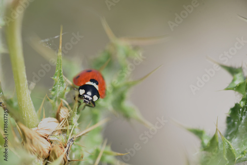 Ladybug with heart-shaped spots. Fake loving eyes