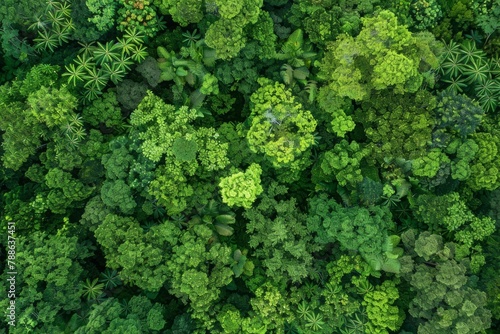 Aerial top view of green trees in forest. The view of adense green tree captures CO2. Green tree nature background for carbon neutrality and net zero emissions concept. Sustainable green environment. 
