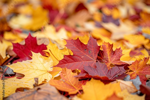 Fallen maple leaves in red, yellow and orange colors lie on the ground, empty space for text. The concept of fall