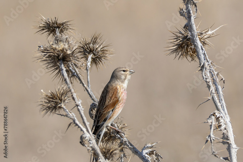 Φωτογραφία A common linnet on a plant