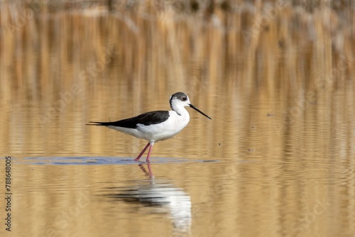 A black winged stilt wandering in the water in golden hour.
