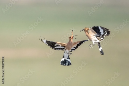 A pair of hoopoes caught up in action  flying midair