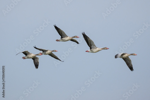A flock of geese flying 