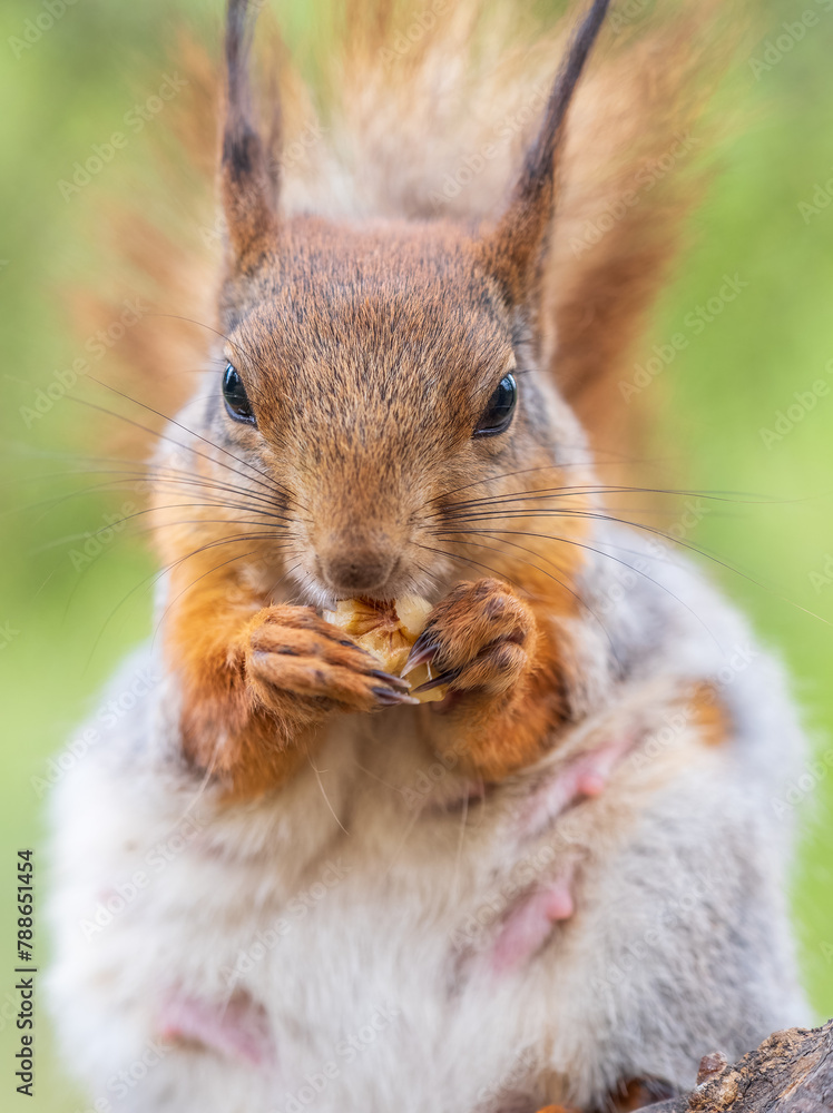 The squirrel with nut sits on a branches in the spring or summer. The squirrel with nut sits on a branches in the spring or summer.