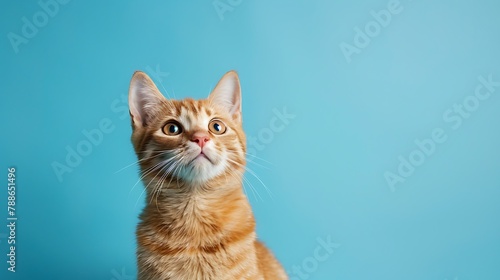 Creamy tabby scottish straight shorthair two monthes cat isolated on blue background photo