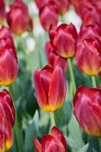 field red yellow tulip Amberglow photo