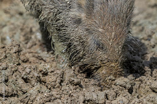 Wild boar (Sus scrofa) close-up of juvenile pig foraging with muddy snout digging in mud pool in spring