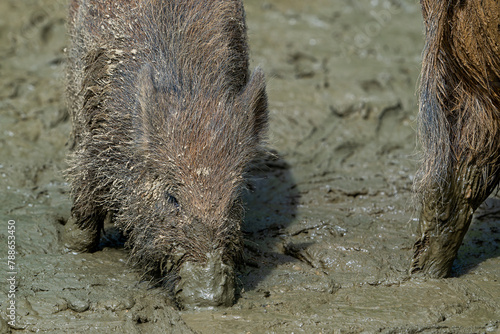 Wild boar (Sus scrofa) close-up of juvenile pig foraging with muddy snout digging in mud pool in spring