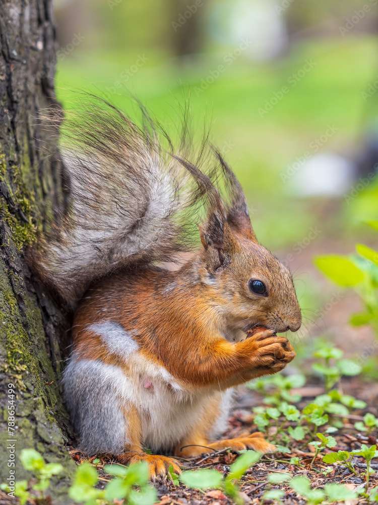 Squirrel eats a nut while sitting in green grass. Eurasian red squirrel, Sciurus vulgaris Squirrel eats a nut while sitting in green grass. Eurasian red squirrel, Sciurus vulgaris
