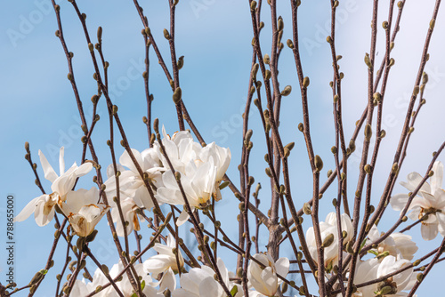 White flower of blooming magnolia. White petals. Gentle nature. Flowers on bushes. Spring plants. Landscape design. Flowering trees.