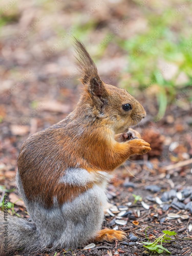 Squirrel eats a nut while sitting in green grass. Eurasian red squirrel, Sciurus vulgaris Squirrel eats a nut while sitting in green grass. Eurasian red squirrel, Sciurus vulgaris
