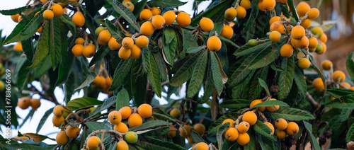 Ripe and fresh loquat on tree  © banusevim