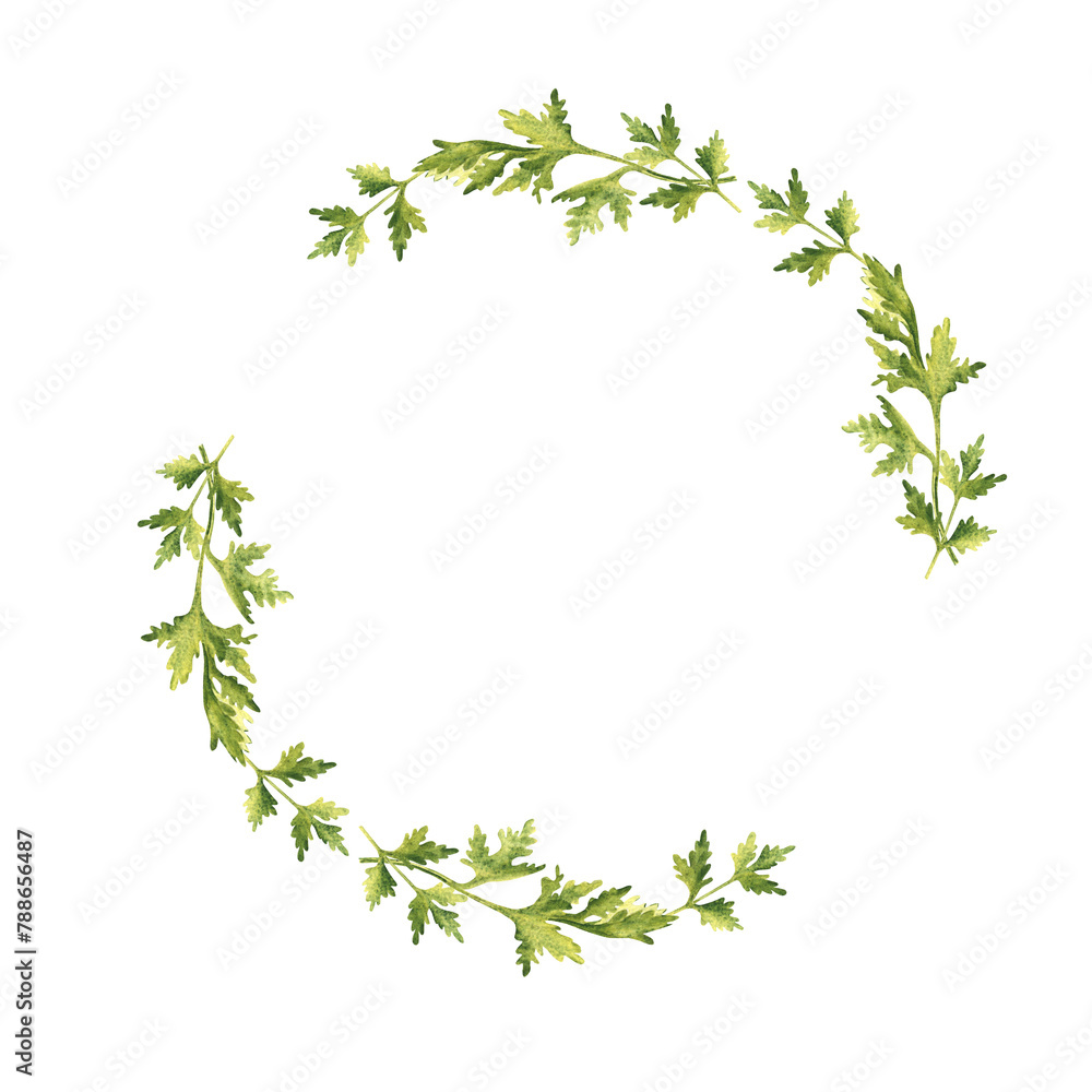 Parsley plant wreath. Hand drawn botanical watercolor herb illustration isolated on white background. Can be used for cards, logos and food design. Vintage stile. Parsley plant wreath. Hand drawn botanical watercolor herb illustration isolated on white background. Can be used for cards, logos and food design. Vintage stile.