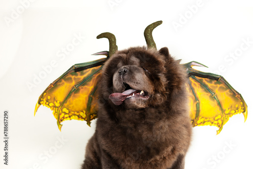 Charming black chow-chow in a dragon costume with yellow wings and horns, shot in a studio, on a gray background with a concrete texture. Dragon symbol of the year 2024