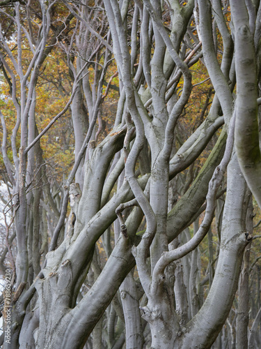 Baumkronen im Herbst im Gespensterwald Nienhagen an der Ostseeküste