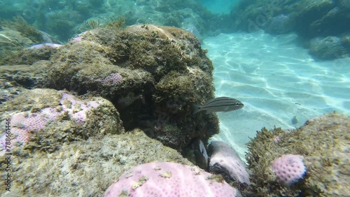 Corals on a reef bench at Perobas Beach - Marine Environmental Protection Area of Coral Reefs - Rio do Fogo, Rio Grande do Norte, Brazil photo