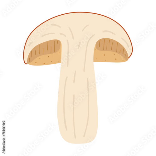 Orange birch bolete. halved mushroom. Leccinum fungi. Edible forest mushrooms. Vegetarian fungi brown cap boletus. Botanical flat vector illustration isolated on white background. 
