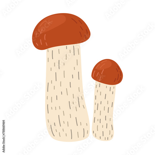 Orange birch bolete mushroom. Leccinum fungi. Edible forest mushrooms. Vegetarian fungi brown cap boletus. Botanical flat vector illustration isolated on white background. 