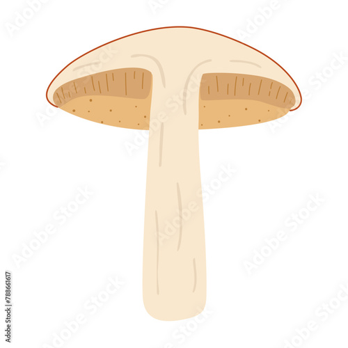 Orange birch bolete. halved mushroom. Leccinum fungi. Edible forest mushrooms. Vegetarian fungi brown cap boletus. Botanical flat vector illustration isolated on white background. 