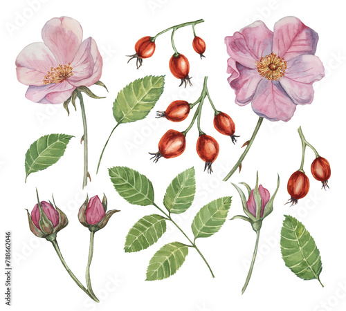 Tableau sur toile Dog rose, rosa canina watercolor floral clipart