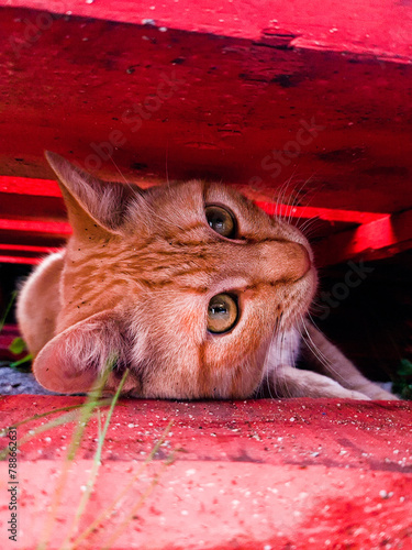 gato deitado a olhar para longe de baixo de madeira vermelha, a ver-se os olhos a brilhar à luz