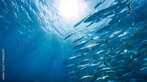 Shoal of fish mackerel scad, Playa Grandi, Curacao, Caribbean, South America photo