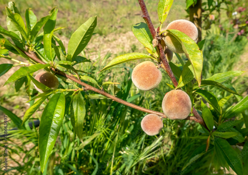 close-up view of small peaches growing among branches close-up view of small peaches growing among branches