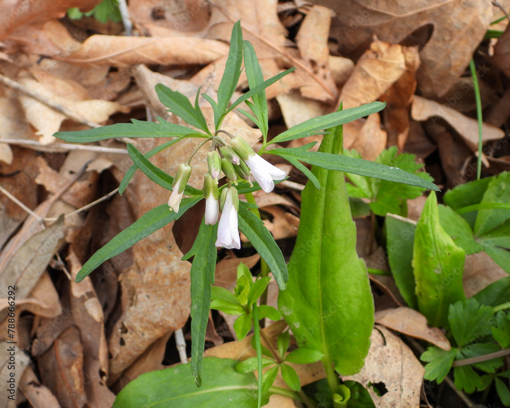 Cardamine concatenata (Cutleaf Toothwort) Native North American Woodland Wildflower Cardamine concatenata (Cutleaf Toothwort) Native North American Woodland Wildflower