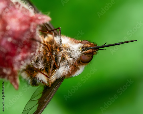 Großer Wollschweber (Bombylius major) photo