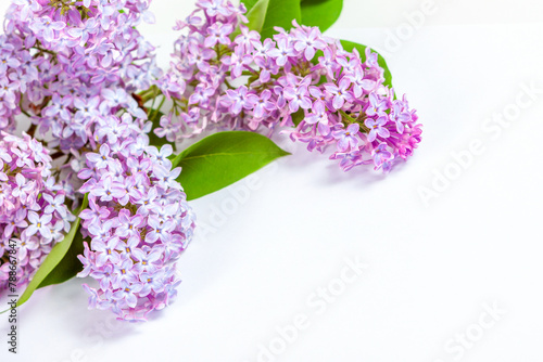 Branches of purple lilac on a white background, mockup for design