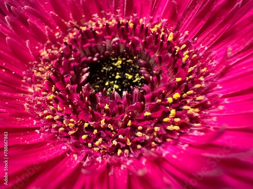 Macro image of a flower