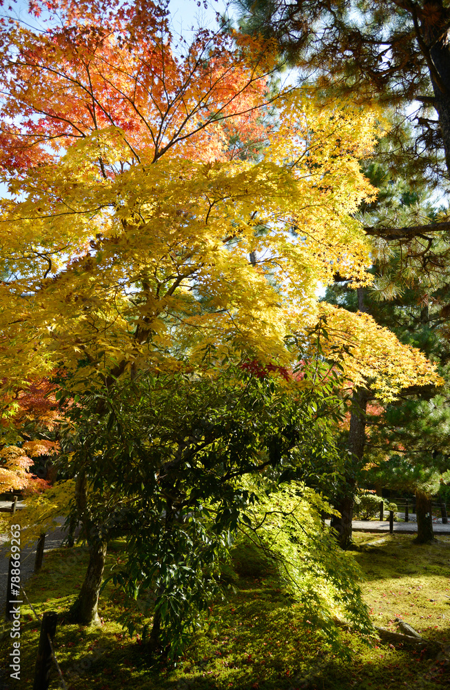 Naklejka premium 秋の清涼寺 境内の紅葉 京都市右京区嵯峨