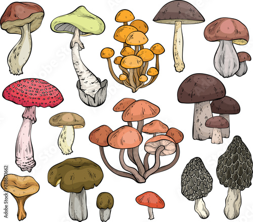 Set of different mushrooms, graphic drawing, cut truffle, porcini mushroom, shiitake and chanterelles isolated. Vector illustration