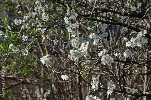 Branch with fresh bloom  of plum-tree  or Prunus domestica flower in garden, Sofia, Bulgaria 