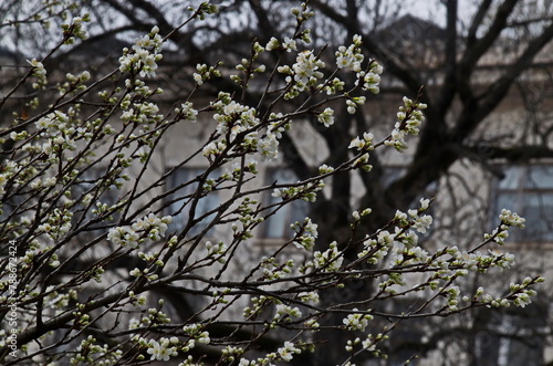 Branch with fresh bloom  of plum-tree  or Prunus domestica flower in garden, Sofia, Bulgaria 