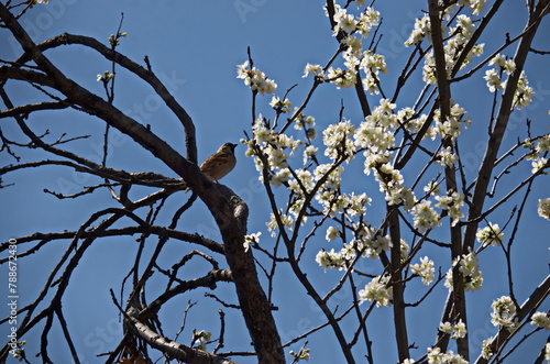 A sparrow rests on a branch of a tree with fresh plum blossom or Prunus domestica in the garden, Sofia, Bulgaria 