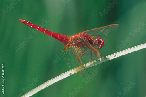 Libellula, dragonfly,  Crocothemis erythraea , sardegna, Italia.... photo