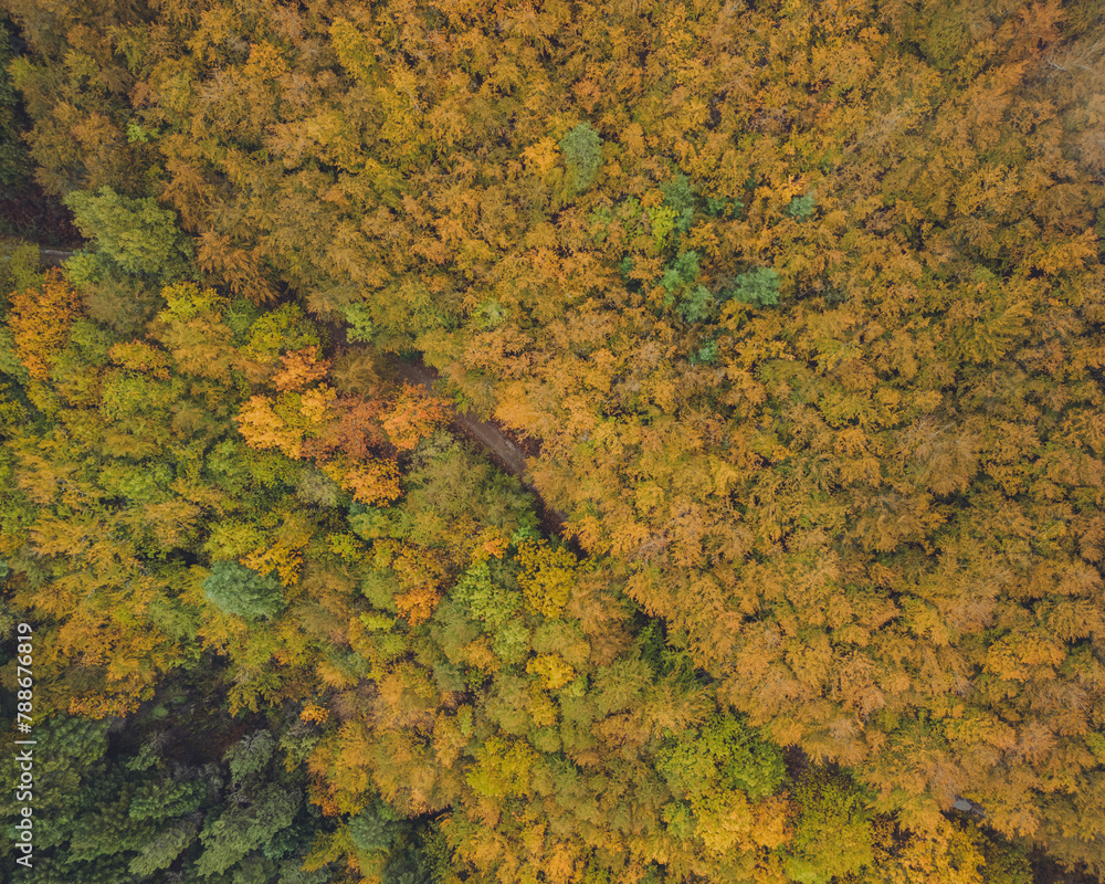 Aerial view of lush forest canopy in Sao Lourenco Forest, Manteigas, Serra da Estrela, Portugal. Aerial view of lush forest canopy in Sao Lourenco Forest, Manteigas, Serra da Estrela, Portugal.