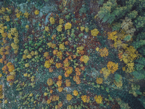 Aerial view of lush autumn forest in Covilha Florestal Park, Serra da Estrela, Portugal. photo