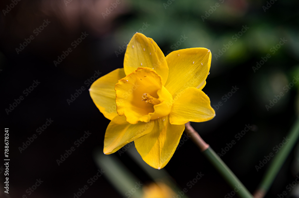 Fototapeta premium Close-up of a vibrant yellow daffodil in full bloom against a blurred green background. A perfect symbol of spring, renewal, and natural beauty. Ideal for seasonal themes and nature-inspired designs