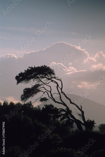 silhouette of a twisted pine against the silhouette of Monte Doglia. Alghero, Sardinia, Italy
